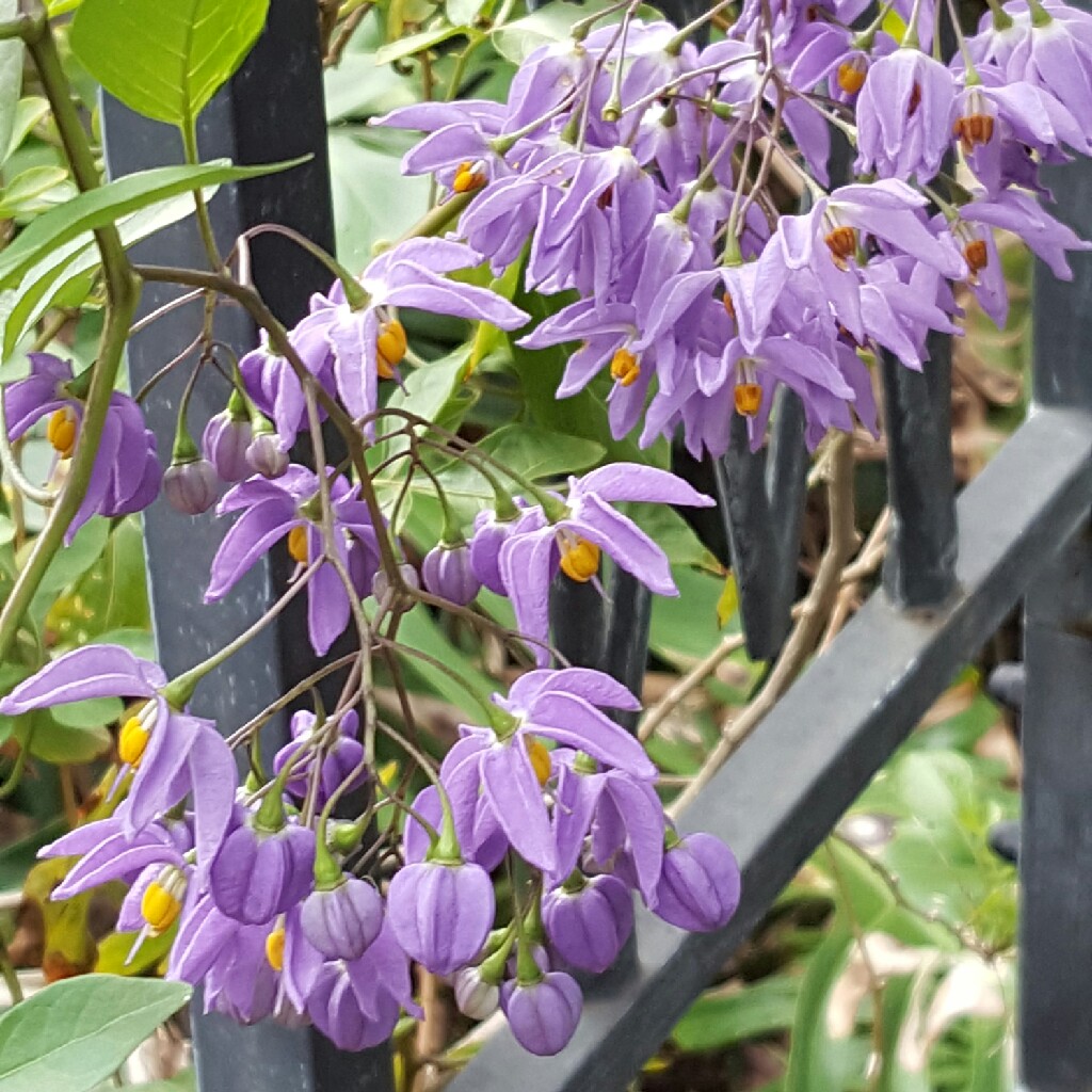 Brazilian nightshade in the GardenTags plant encyclopedia