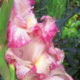 Gladioli Priscilla (Large-flowered) in the GardenTags plant encyclopedia