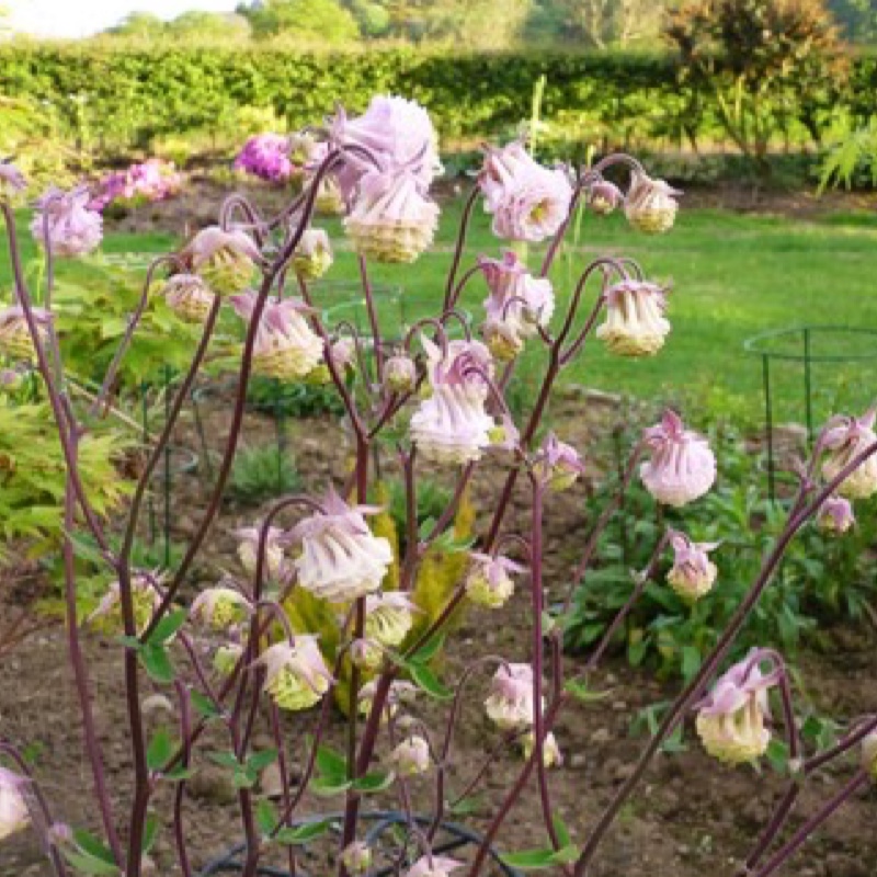 Columbine Ballerina in the GardenTags plant encyclopedia