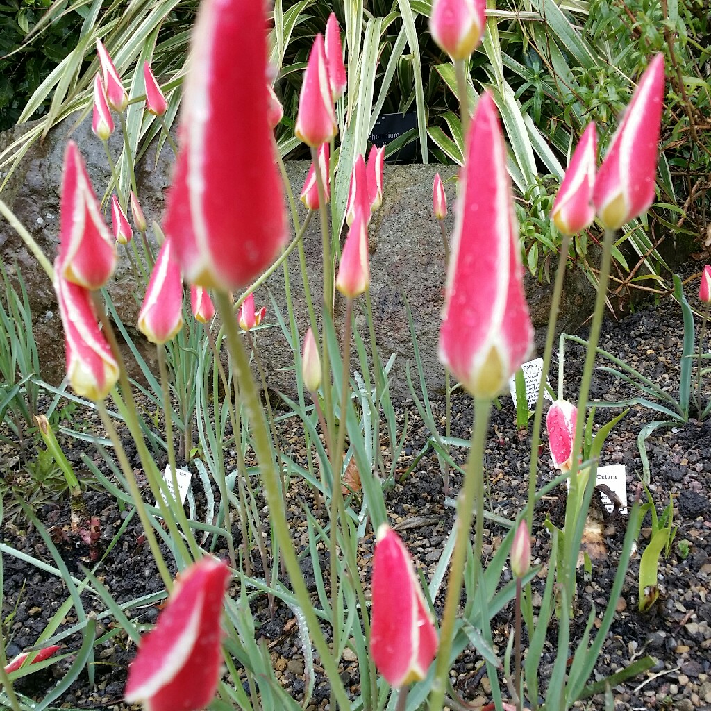 Tulip (Species) Lady Tulip Lady Jane in the GardenTags plant encyclopedia