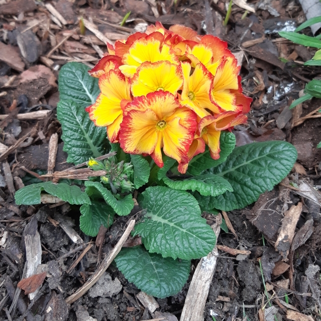 Polyanthus Fire dragon in the GardenTags plant encyclopedia