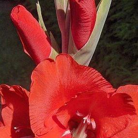 Gladioli Traderhorn (Large-flowered) in the GardenTags plant encyclopedia