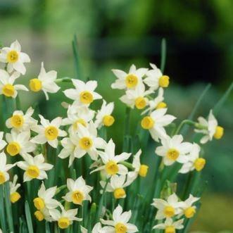 Daffodil Canaliculatus (Tazetta) in the GardenTags plant encyclopedia