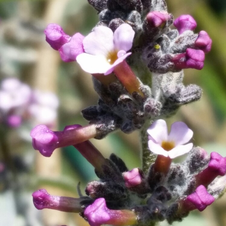 Agathosma Butterfly Bush in the GardenTags plant encyclopedia