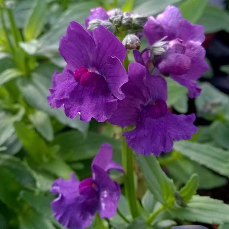 Nemesia Myrtille in the GardenTags plant encyclopedia