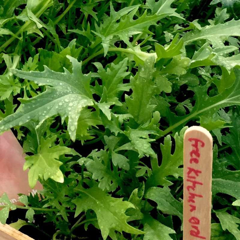 Mustard Mizuna in the GardenTags plant encyclopedia