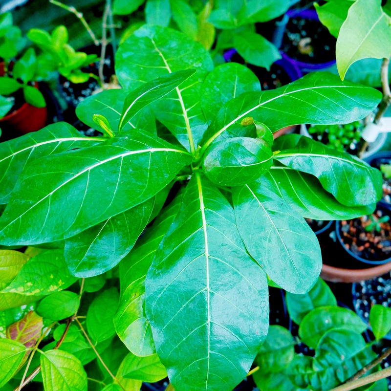 Tahitian Gardenia in the GardenTags plant encyclopedia