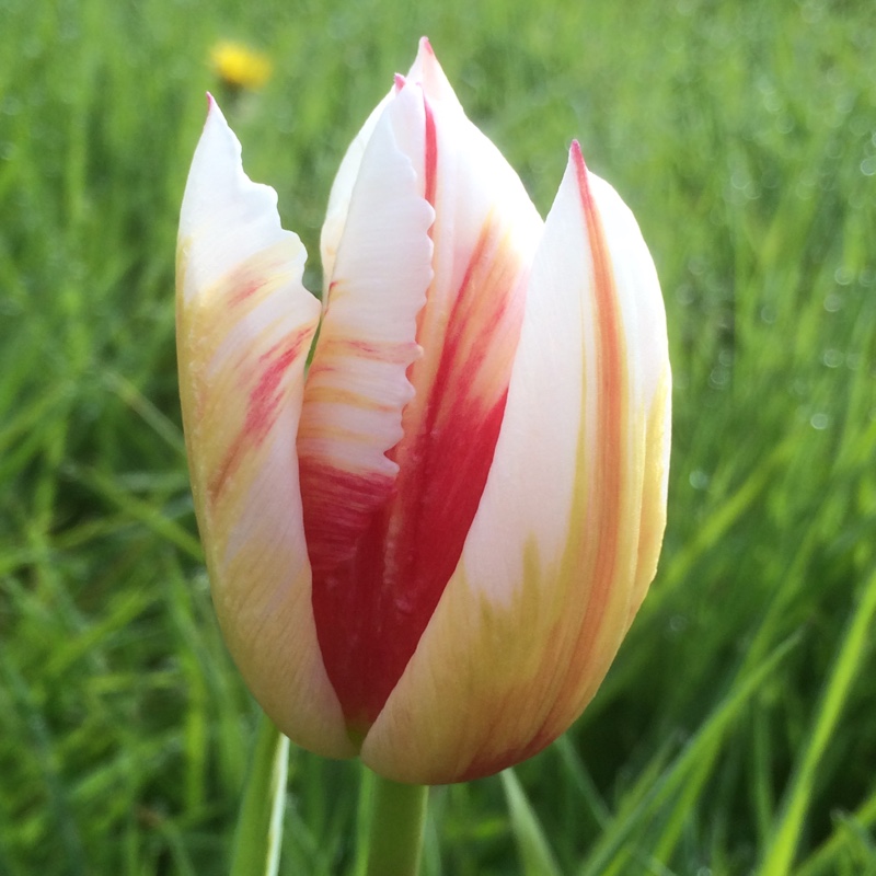 Tulip Happy Generation (Triumph) in the GardenTags plant encyclopedia