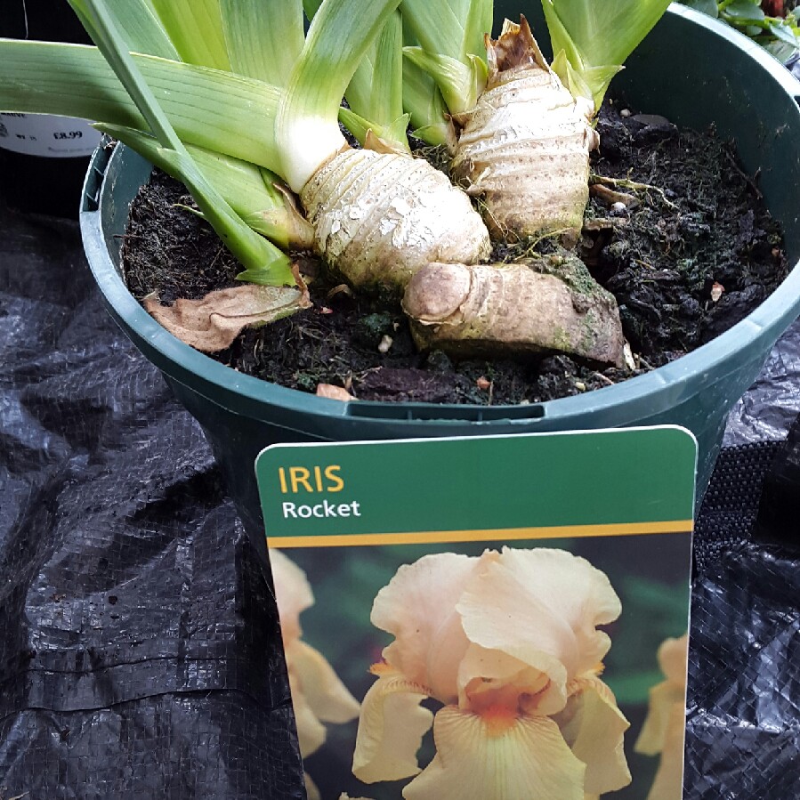 Bearded Iris Rocket (Intermediate) in the GardenTags plant encyclopedia