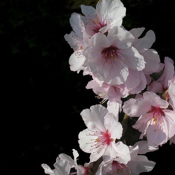 Flowering Cherry Spring Glow in the GardenTags plant encyclopedia