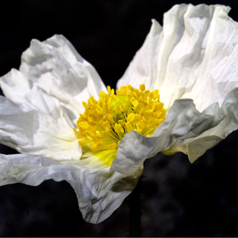 Icelandic Poppy Spring Fever White in the GardenTags plant encyclopedia