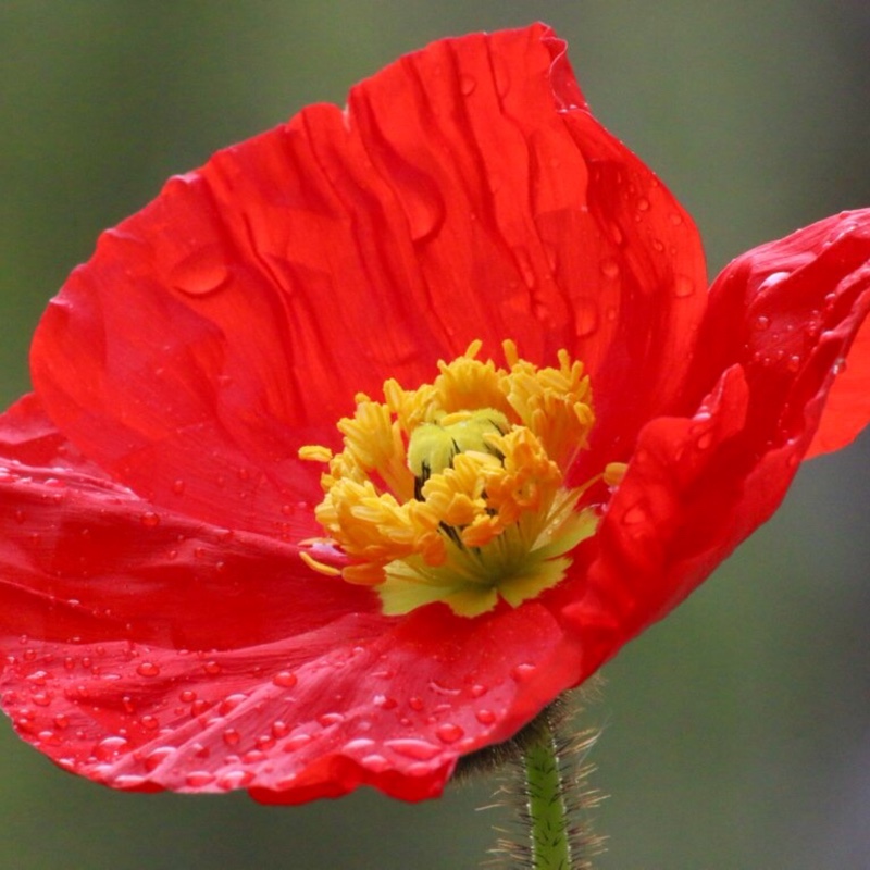 Icelandic Poppy Spring Fever Red in the GardenTags plant encyclopedia