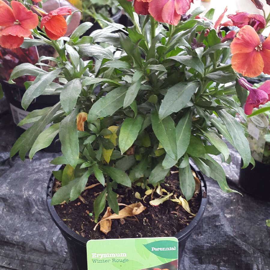 Wallflower Winter Rouge in the GardenTags plant encyclopedia