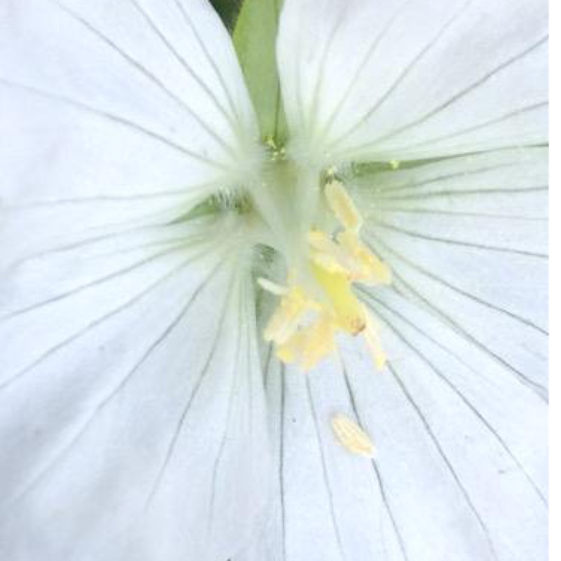 White Bloody Cranesbill in the GardenTags plant encyclopedia