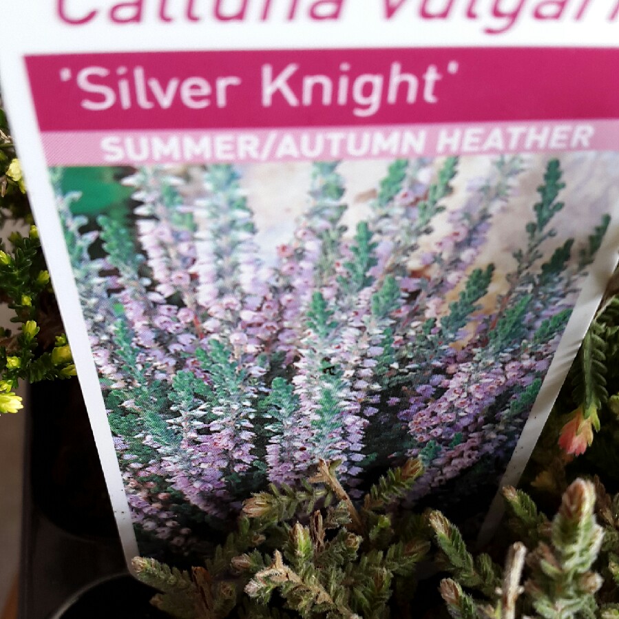 Common Heather Silver Knight in the GardenTags plant encyclopedia