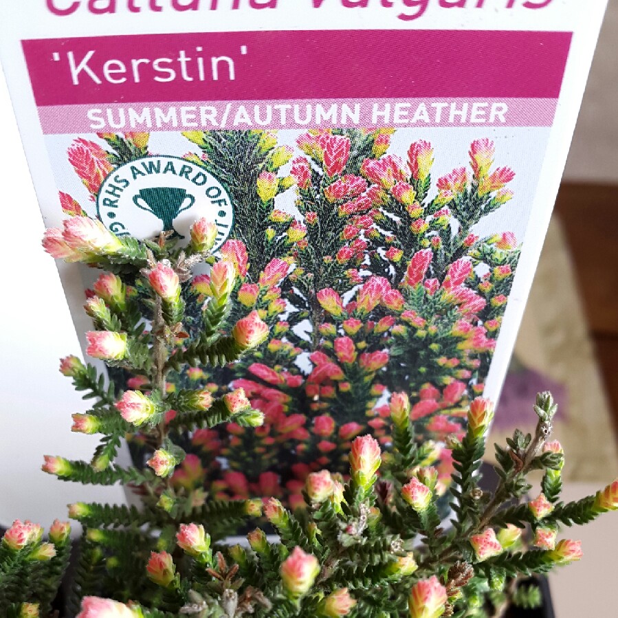 Common Heather Kerstin in the GardenTags plant encyclopedia