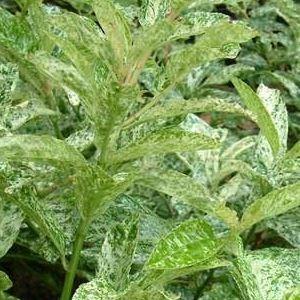 Cherry laurel Marbled White in the GardenTags plant encyclopedia