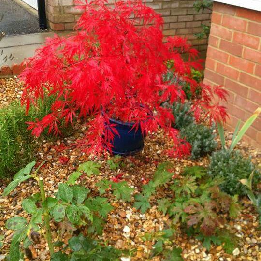 Cut Leaf Japanese Maple Crimson Queen in the GardenTags plant encyclopedia