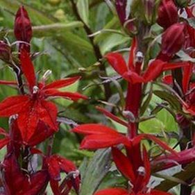 Lobelia Scarlet Princess in the GardenTags plant encyclopedia