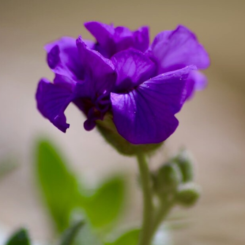 Rock Cress Blue Beauty in the GardenTags plant encyclopedia