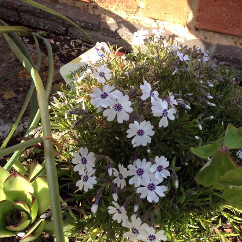 Moss Phlox Bavaria in the GardenTags plant encyclopedia