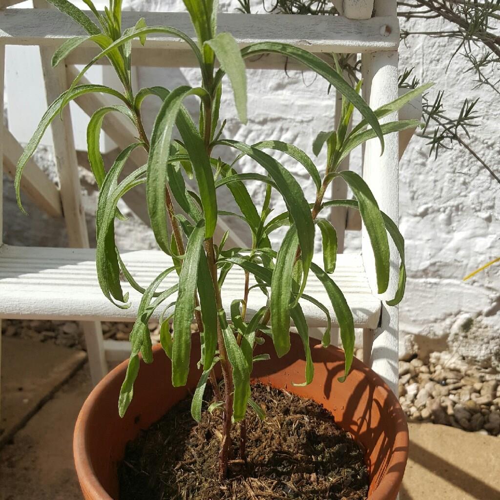 Tarragon in the GardenTags plant encyclopedia