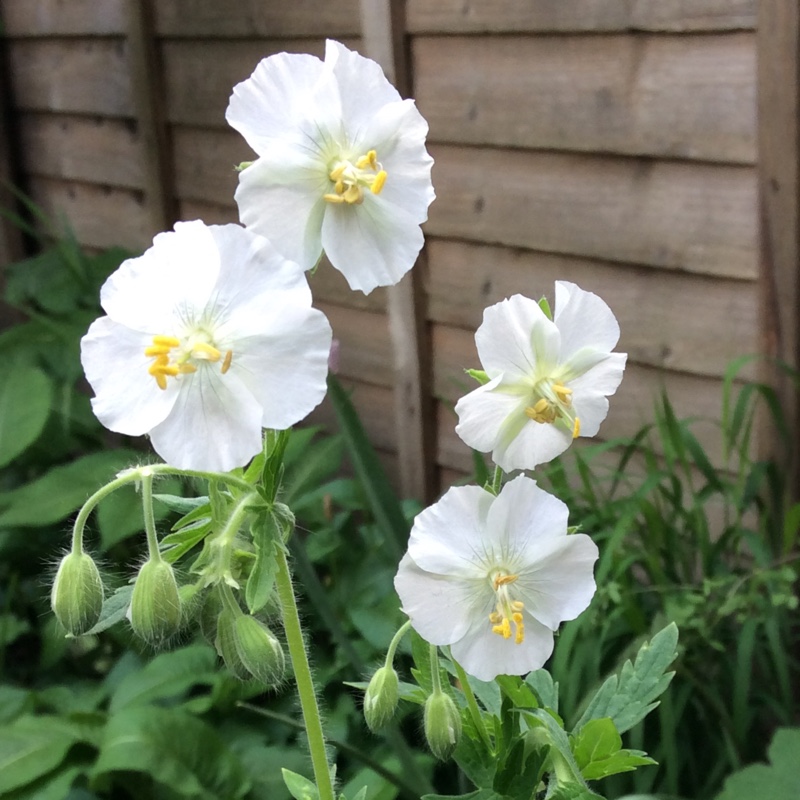 Dusky Cranesbill Album in the GardenTags plant encyclopedia