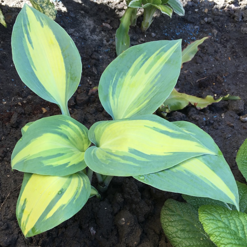 Plantain Lily Dinner Jacket in the GardenTags plant encyclopedia