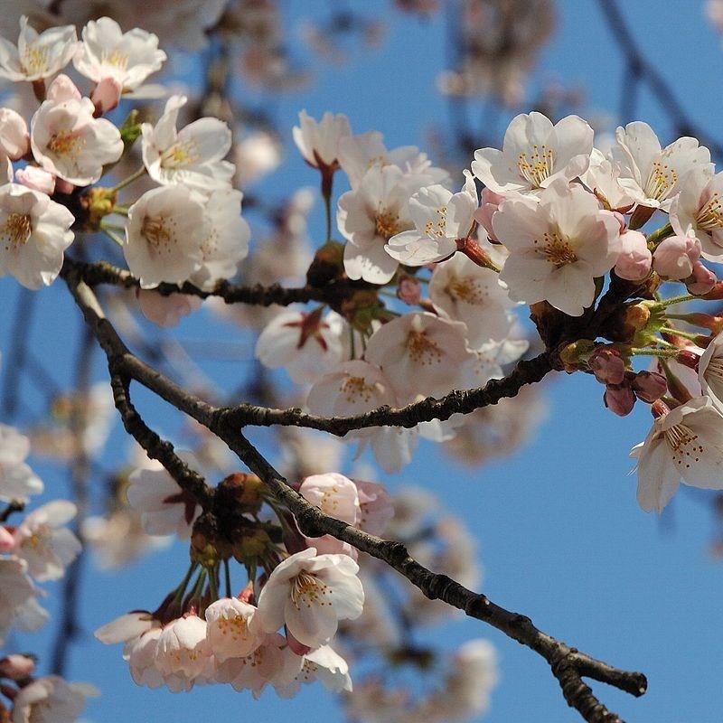 Japanese Cherry Tree Shogetsu in the GardenTags plant encyclopedia