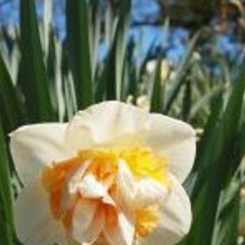 Daffodil Suisgill (Double) in the GardenTags plant encyclopedia