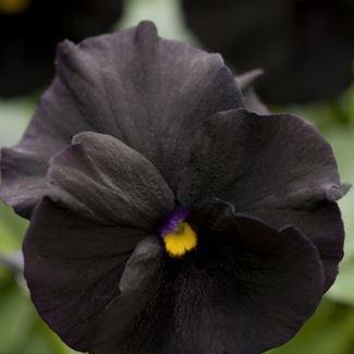 Horned Pansy Black Out in the GardenTags plant encyclopedia