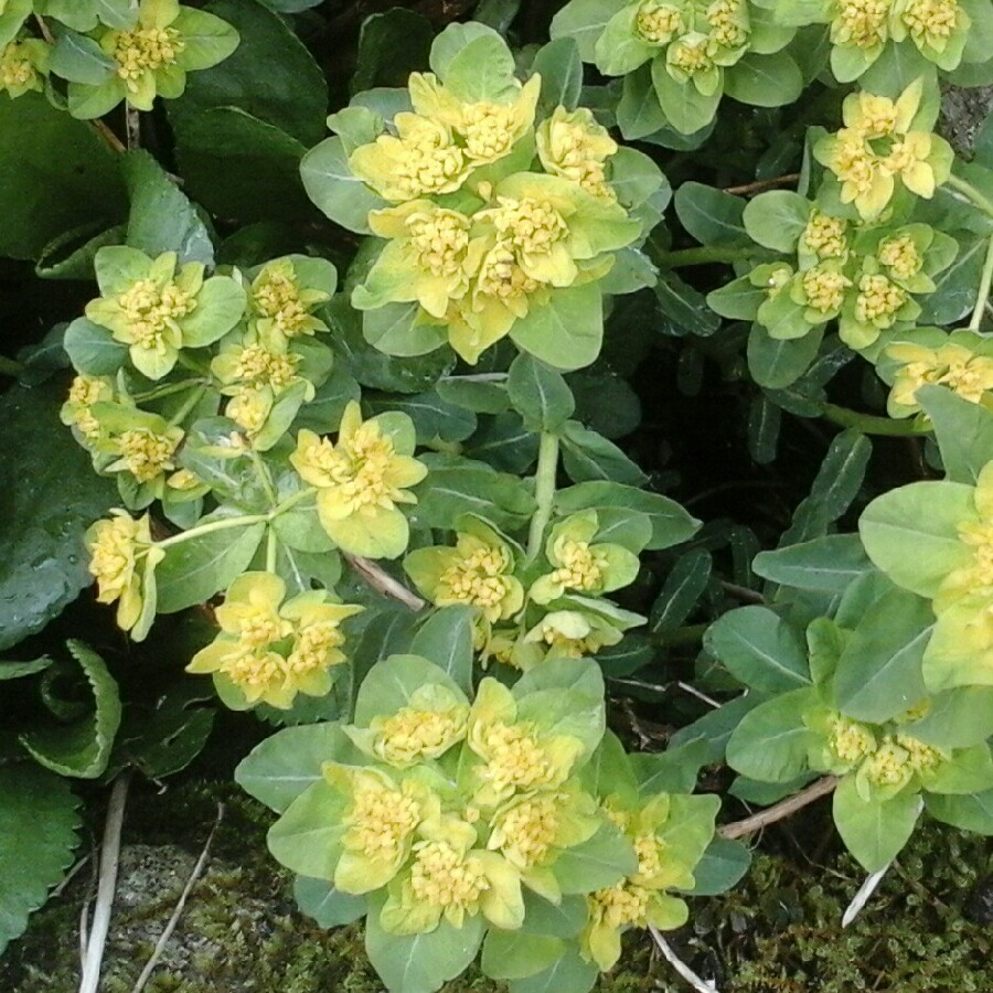 Spurge in the GardenTags plant encyclopedia