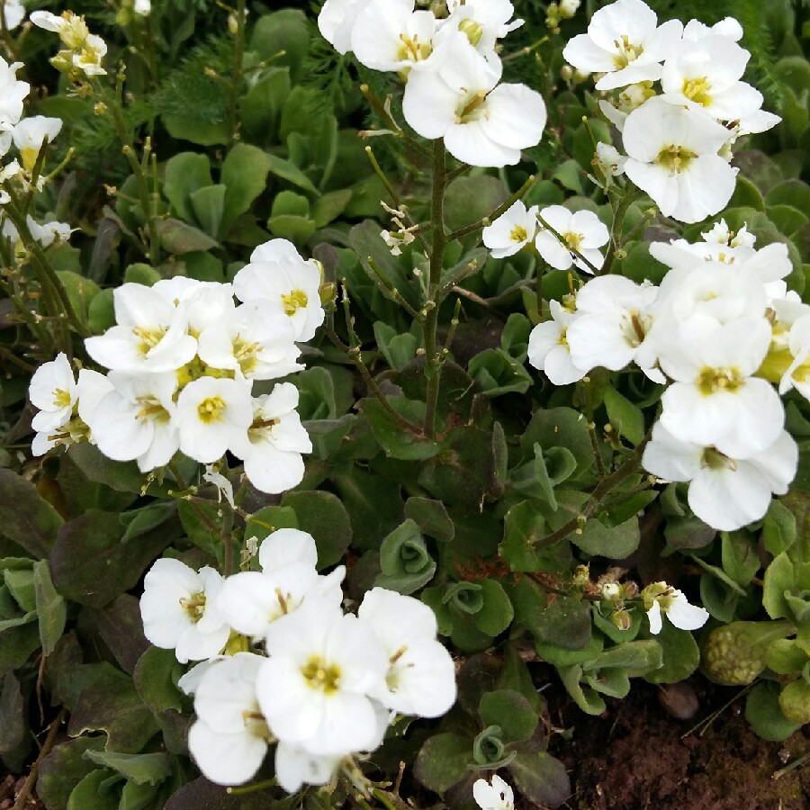 Arabis Scopoliana in the GardenTags plant encyclopedia