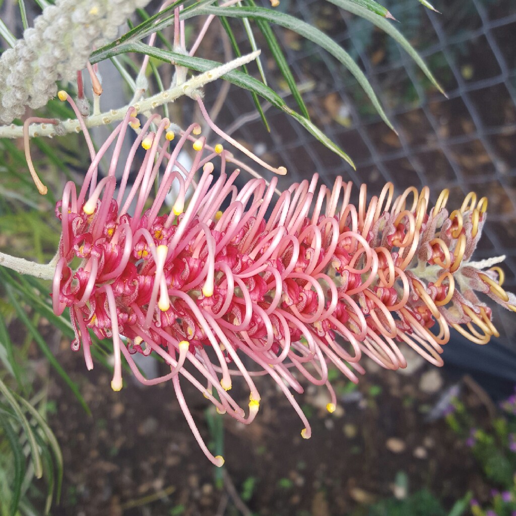 Grevillea Pink Flamingo in the GardenTags plant encyclopedia