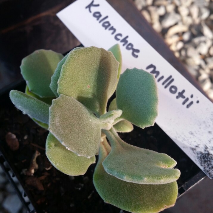 Kalanchoe millottii in the GardenTags plant encyclopedia