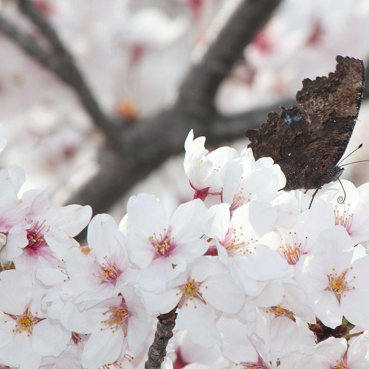 Yoshino cherry in the GardenTags plant encyclopedia