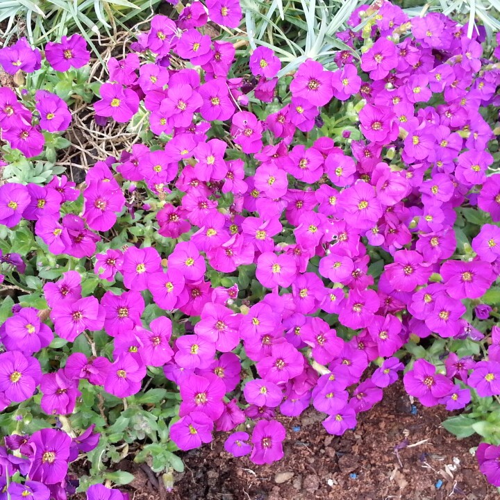 Rock Cress Kitte Purple in the GardenTags plant encyclopedia