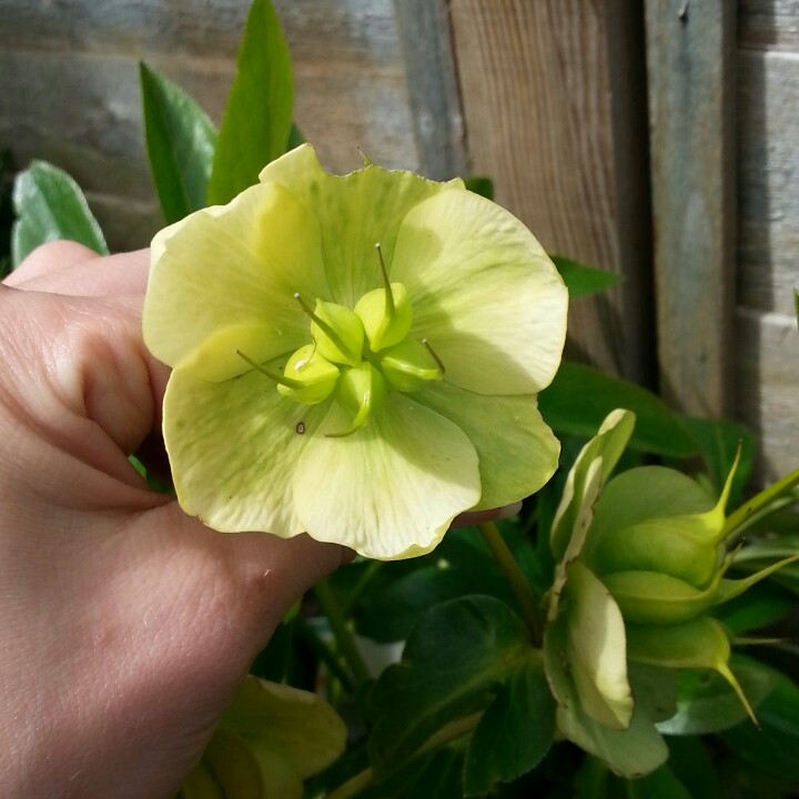 Hellebore White Lady in the GardenTags plant encyclopedia