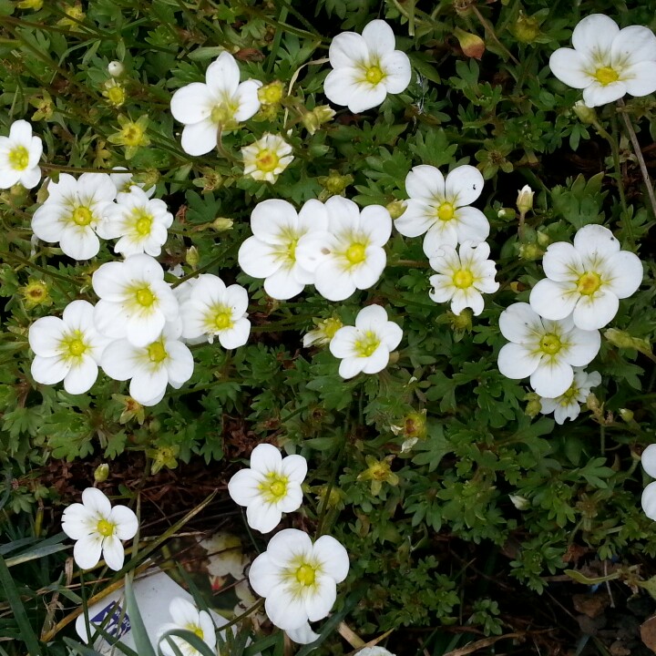 Saxifrage Touran Large White in the GardenTags plant encyclopedia