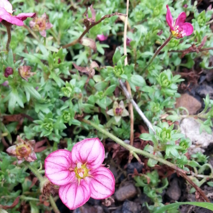 Saxifraga x arendsii 'Touran NeonRose', Saxifrage Touran Neon Rose in ...