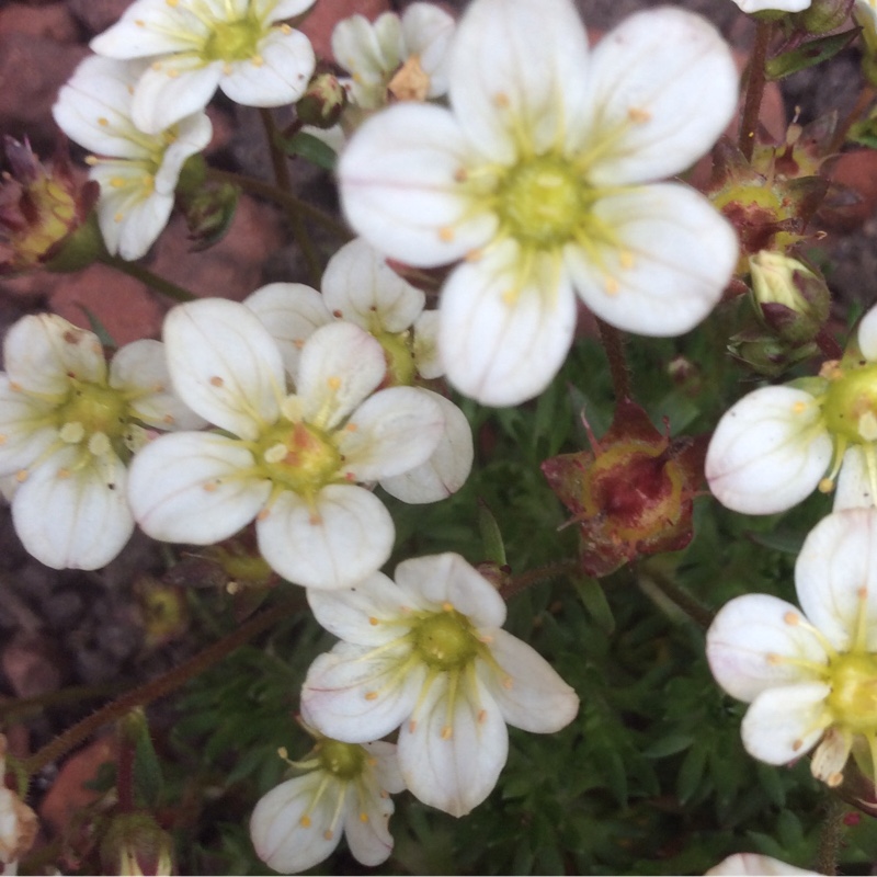 Saxifrage White Pixie in the GardenTags plant encyclopedia