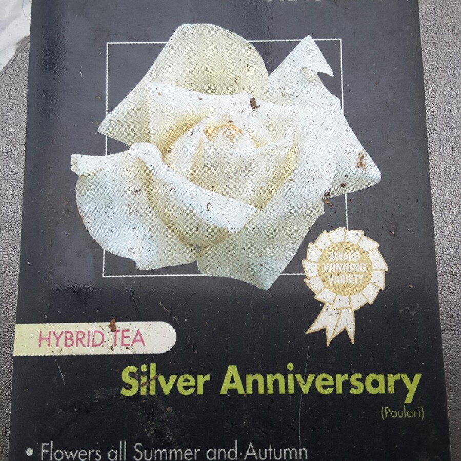 Rose Silver Anniversary (Hybrid Tea) in the GardenTags plant encyclopedia