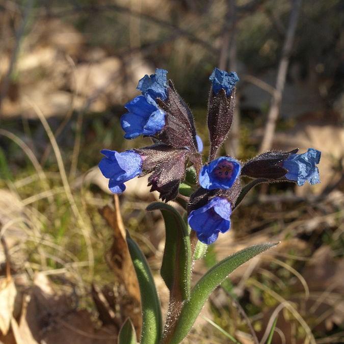 Blue lungwort in the GardenTags plant encyclopedia