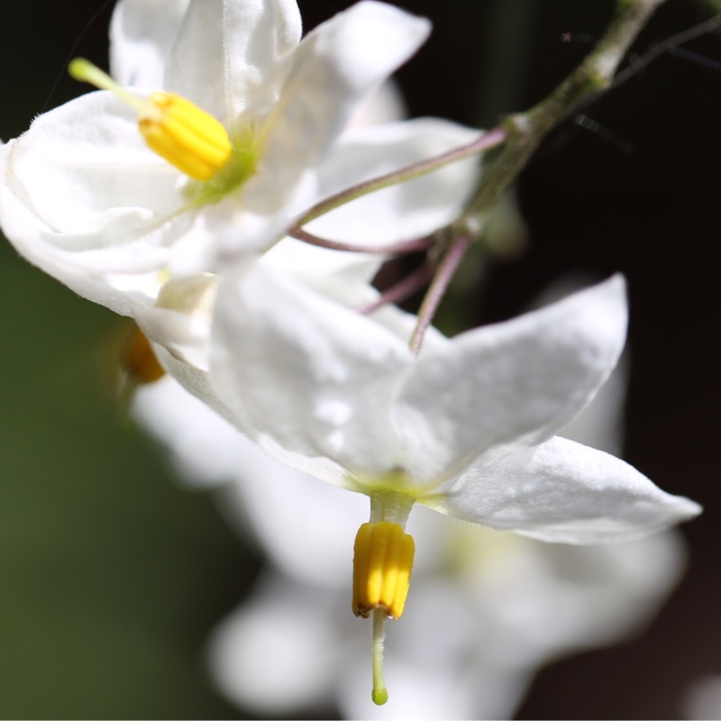 Potato Vine Album in the GardenTags plant encyclopedia