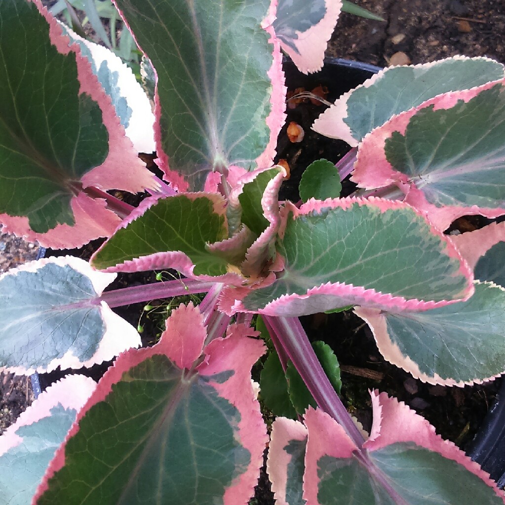 Sea Holly Jade Frost in the GardenTags plant encyclopedia