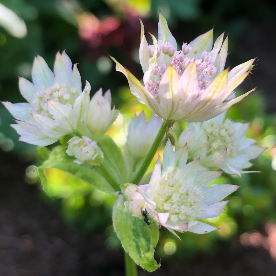 Masterwort Sunningdale Variegated in the GardenTags plant encyclopedia