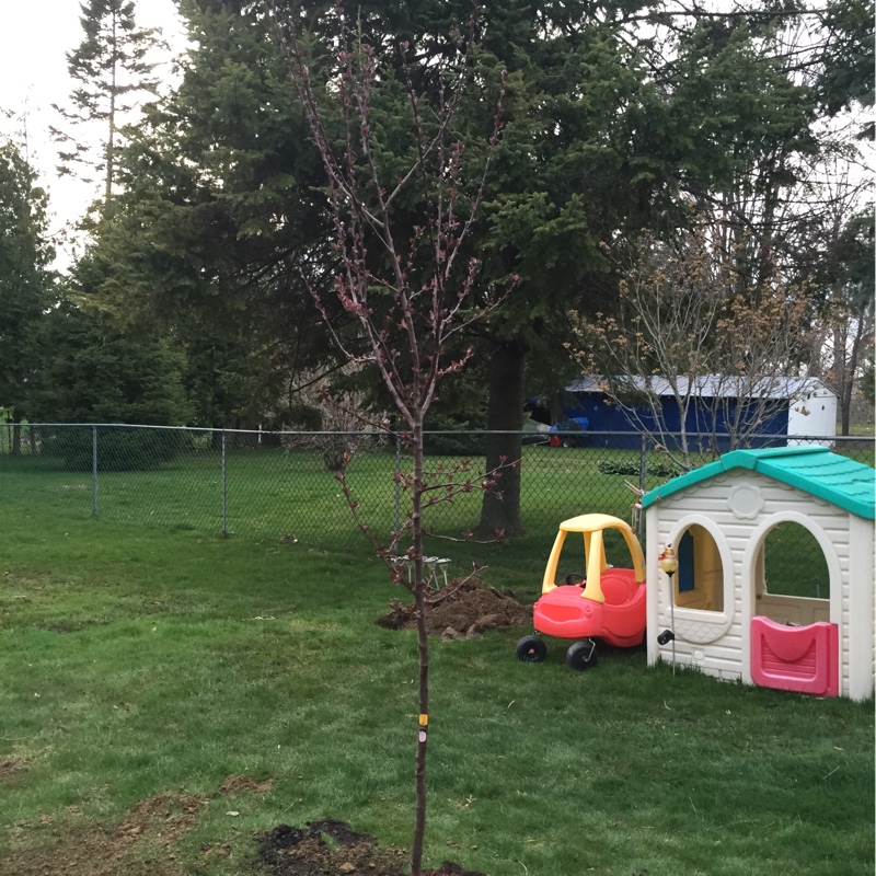 Crab Apple Robinson in the GardenTags plant encyclopedia