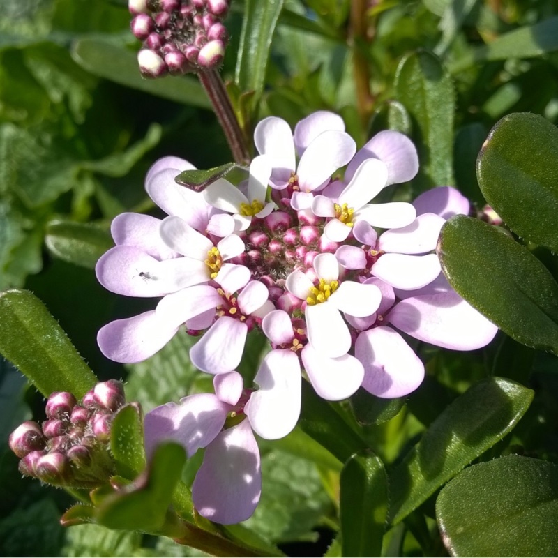 Evergreen Candytuft Lavish in the GardenTags plant encyclopedia