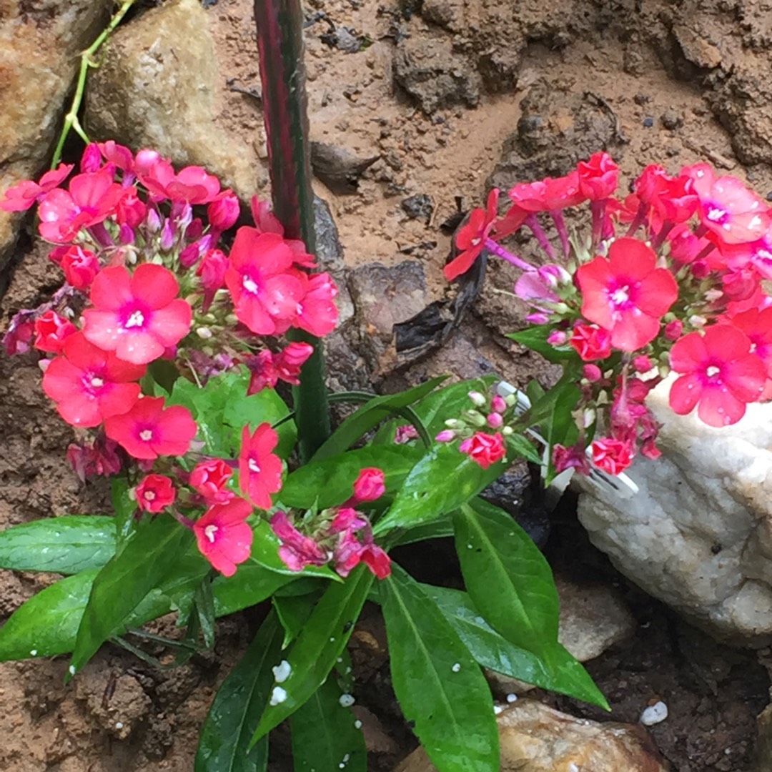 Phlox Orange Perfection in the GardenTags plant encyclopedia