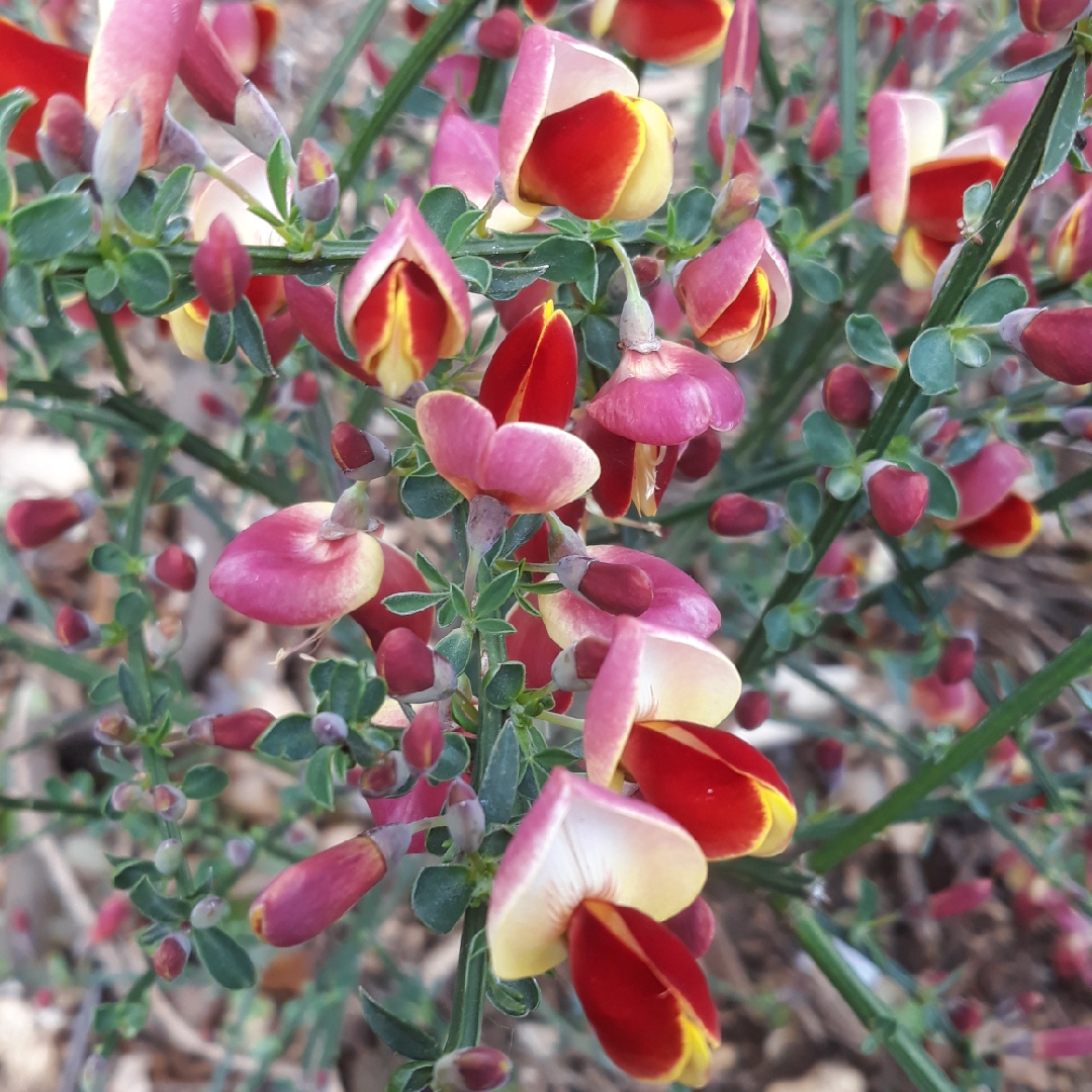 Broom Goldfinch in the GardenTags plant encyclopedia